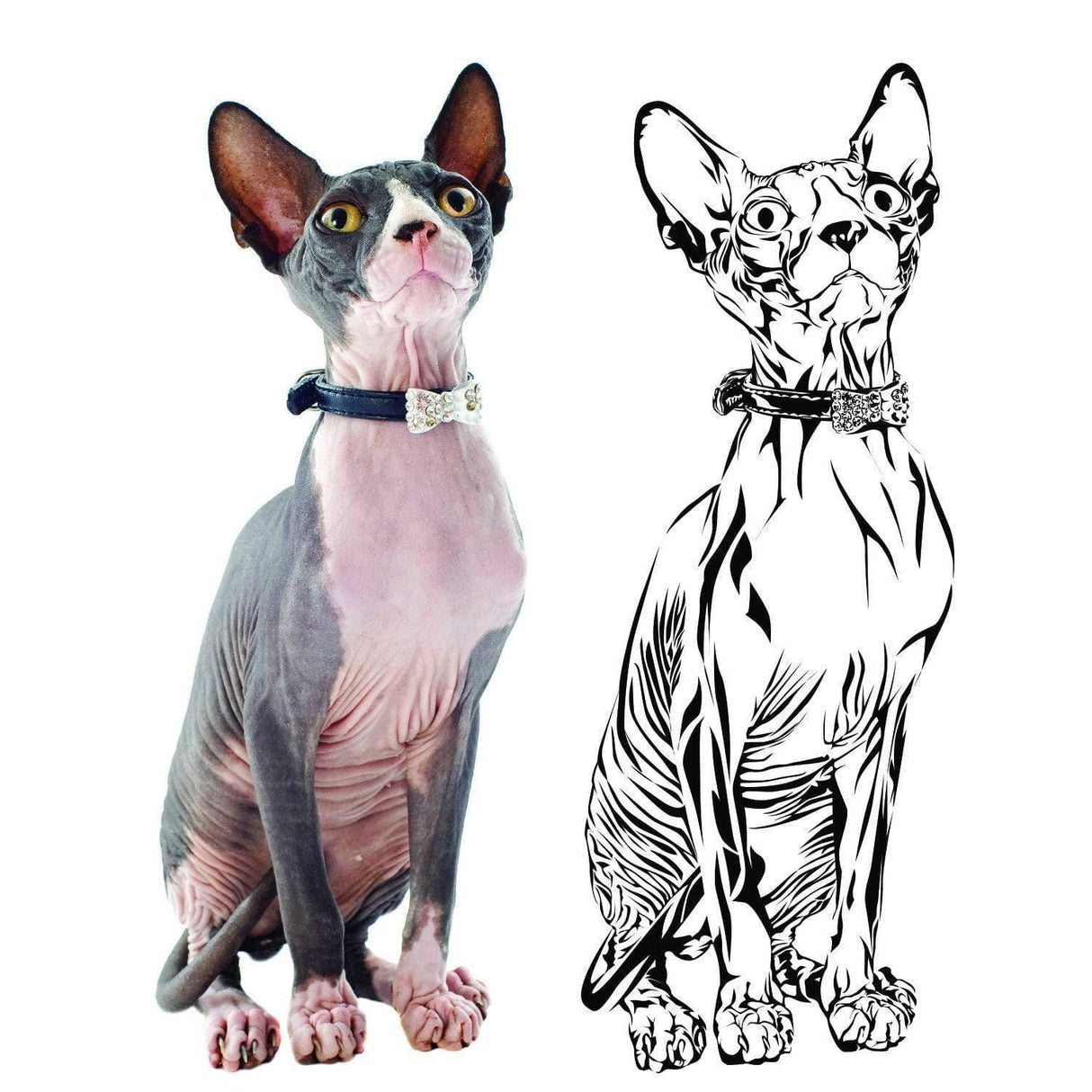 Custom pet artwork wall sticker featuring a Sphynx cat in both a photo and hand-drawn style, personalized pet tribute.