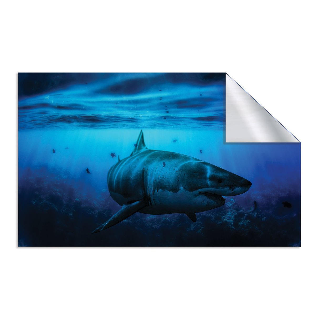 Ocean Shark Wallpaper Art Decal - Underwater 3d Decor Wall Paper Removable Sticker