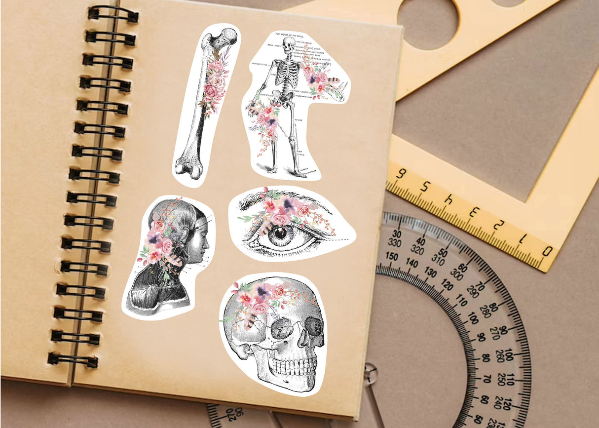 Anatomy Stickers for Hydroflask - Anatomical Decals Gift for Doctors and Medical Students