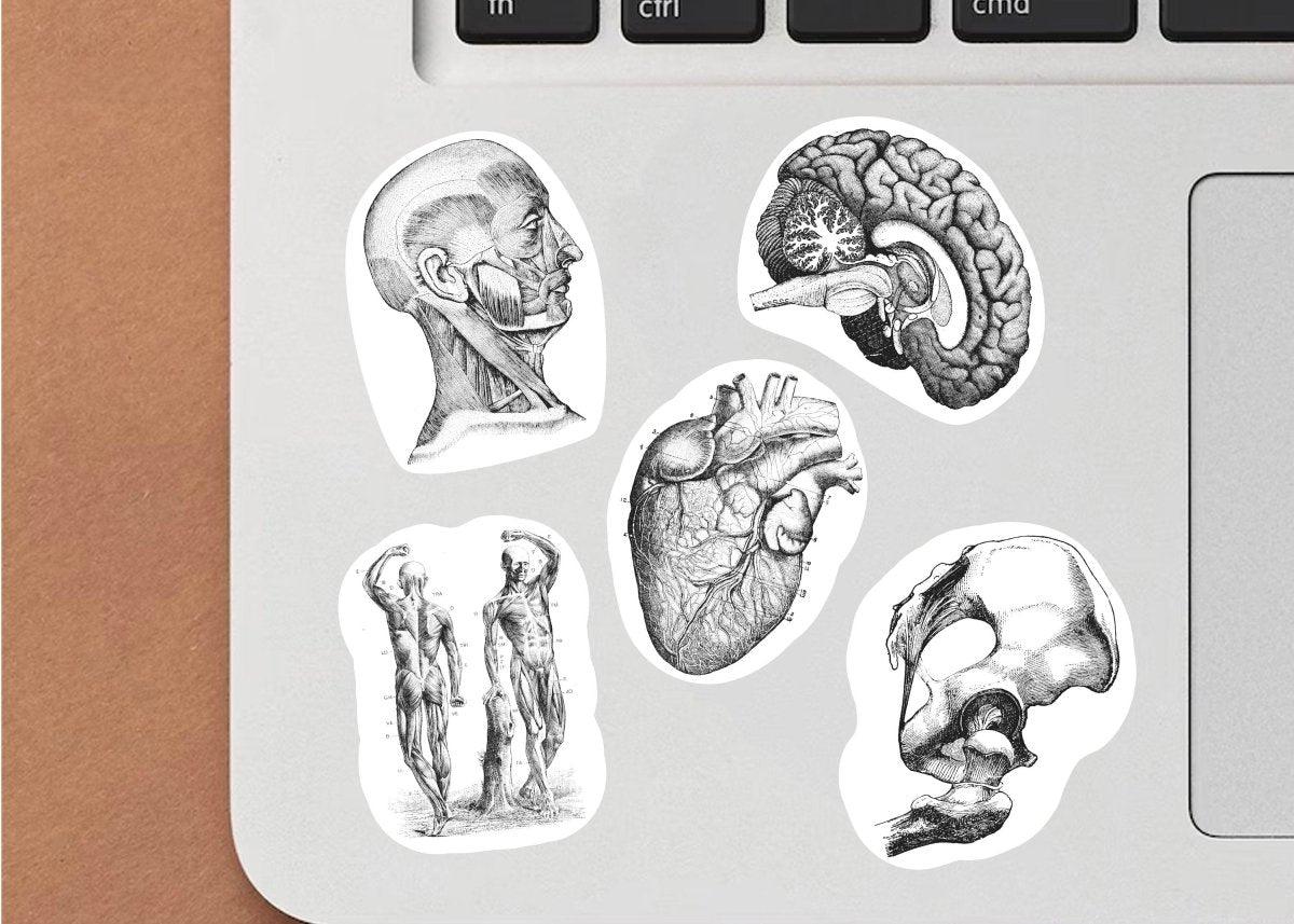 Collection of anatomical stickers on a laptop, featuring human body illustrations including brain, heart, and skeleton.