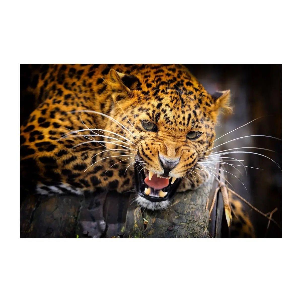 Close-up of a fierce leopard with striking fur pattern, perfect for a chic home decor accent.
