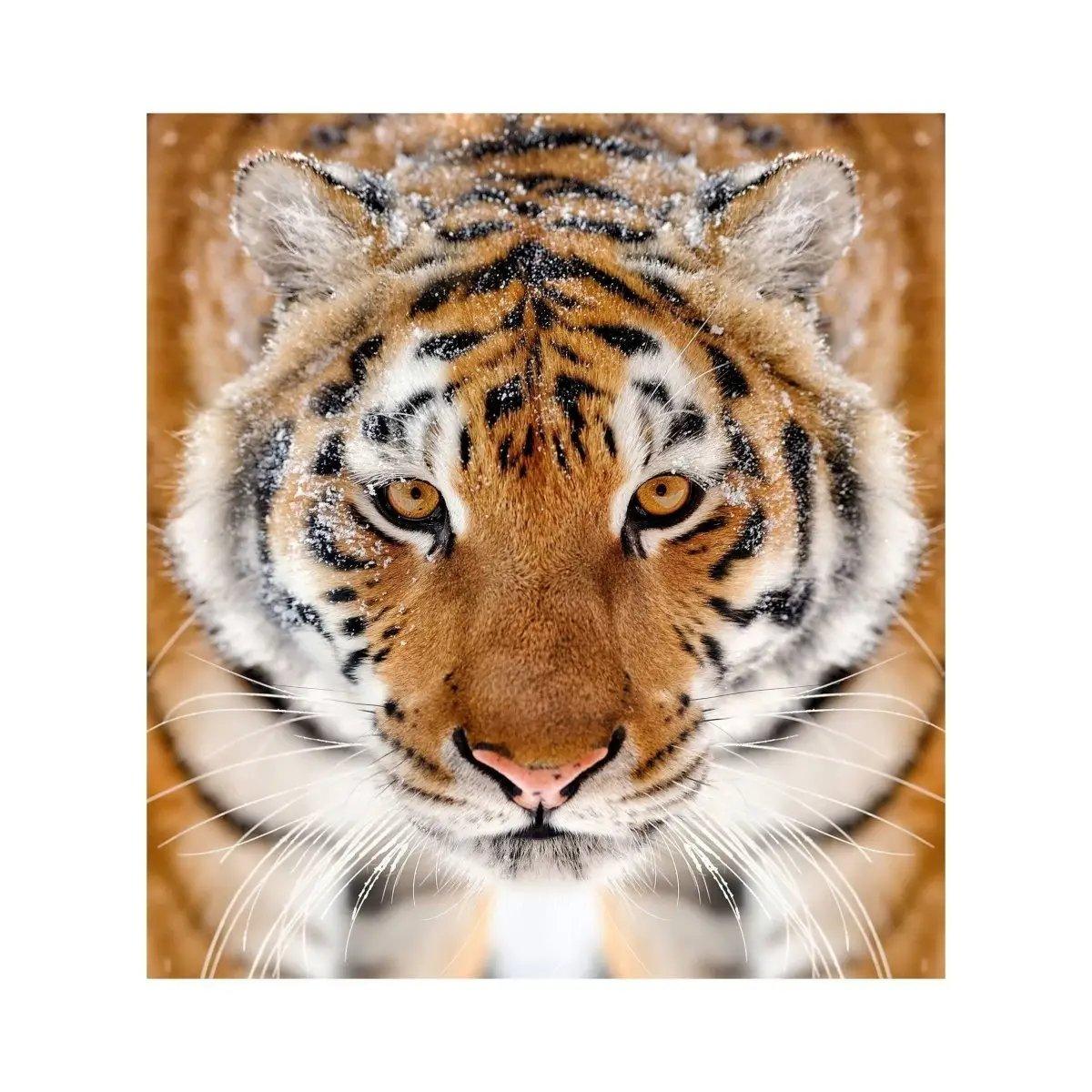 Close-up of a majestic tiger with striking features, perfect for a stylish wall decal design.