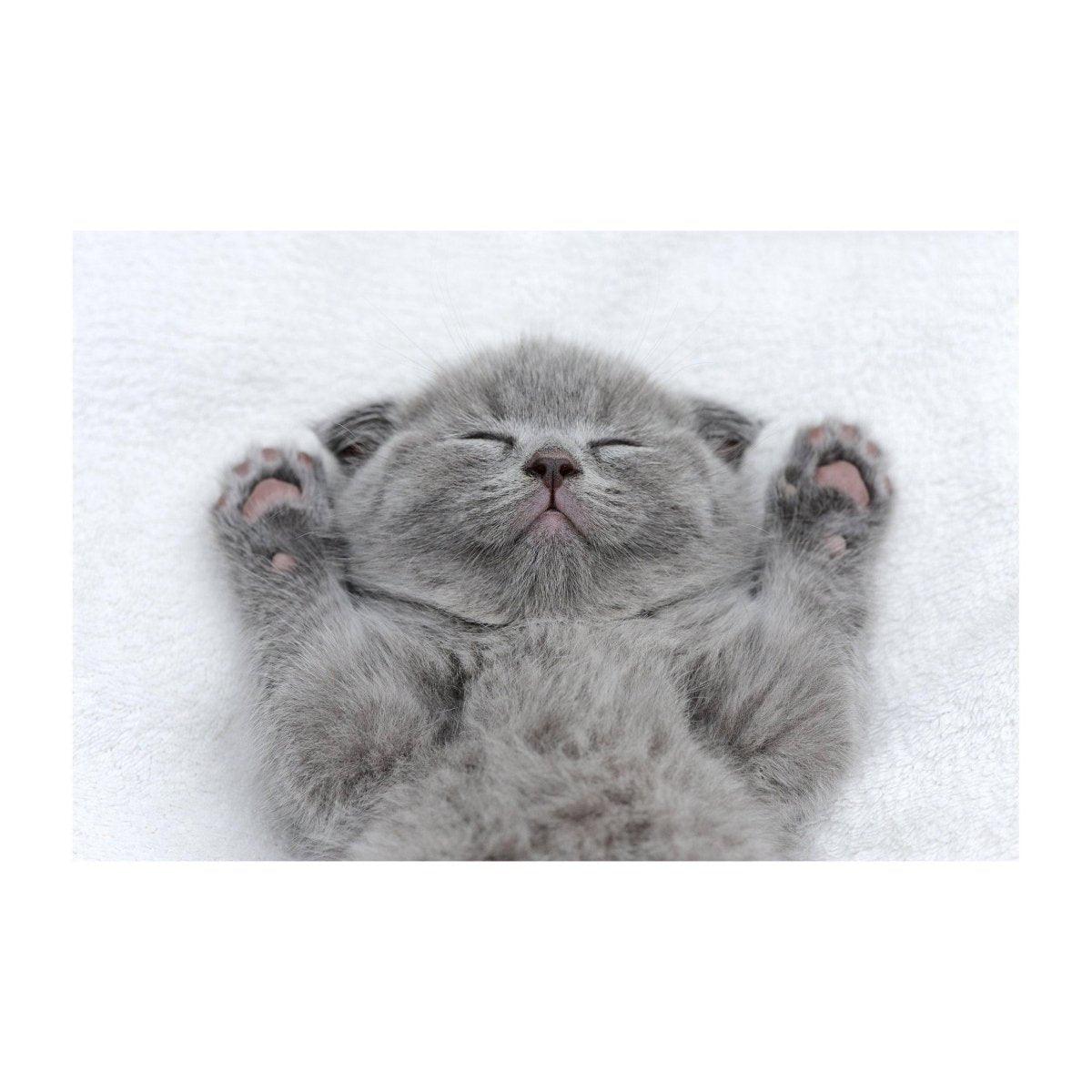 Cute gray kitten sleeping with paws up on a soft blanket, showcasing its adorable features.