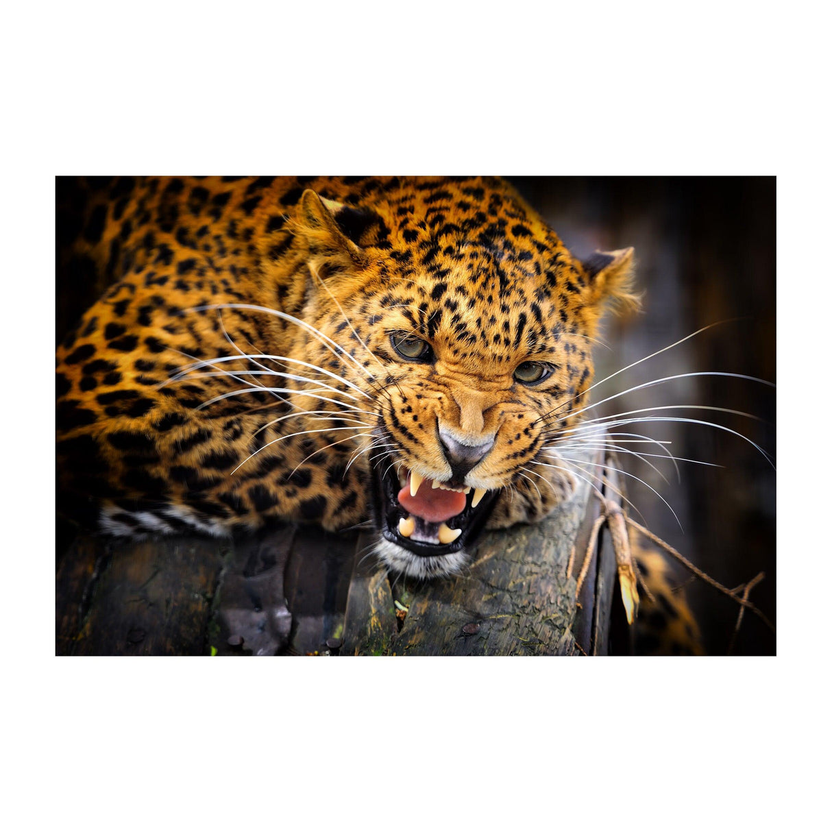 Close-up of a jaguar with striking spots, showcasing a fierce expression and emphasizing its wild beauty.