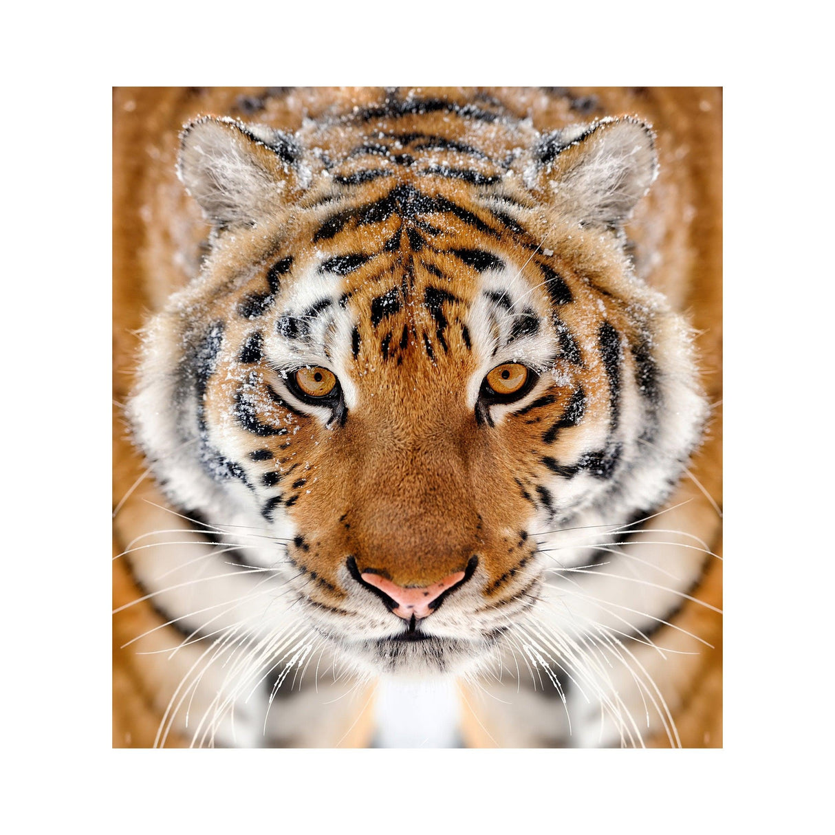 Close-up of a snow-dusted tiger's face with striking orange and black stripes, showcasing detailed features.