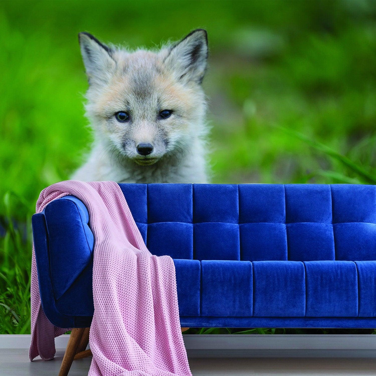 Cute little fox peeking out from green grass, enhancing a stylish blue couch with a blanket.