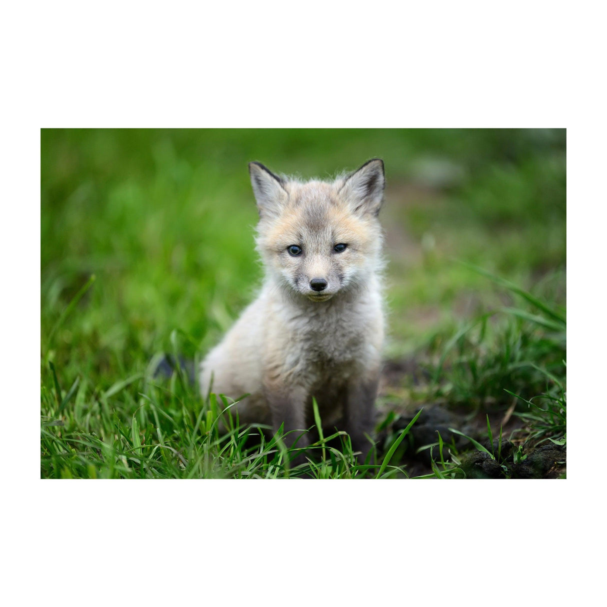 Cute little fox sitting in grass, perfect for nursery or kids room decor.