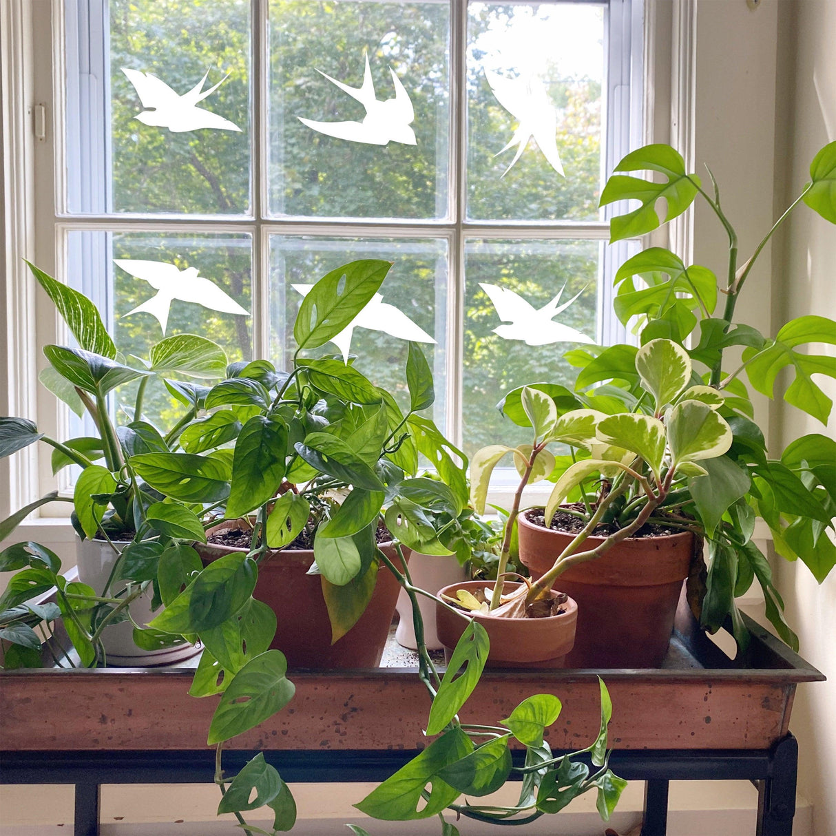 Green plants on a windowsill with bird strike prevention decals on the glass, promoting safety for birds.