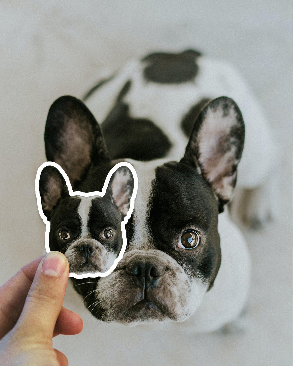 Person holding a customized vinyl decal of a French Bulldog in front of the actual dog.
