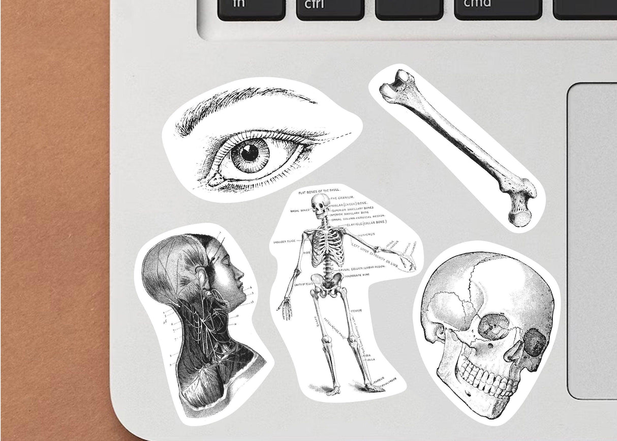 Anatomy stickers on laptop featuring skull, skeleton, eye, and bone designs for science enthusiasts and medical students.