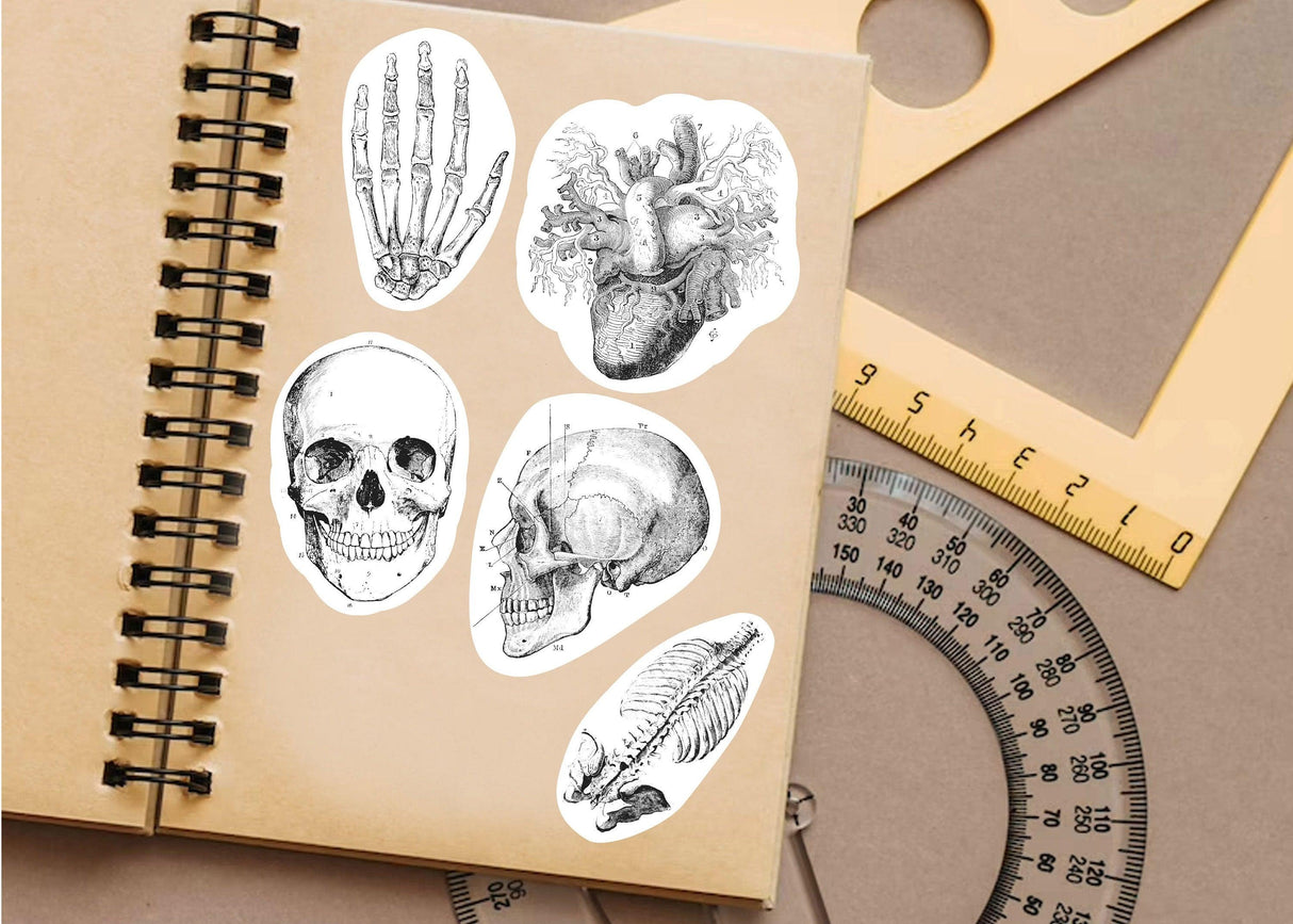 Educational skeleton and anatomical stickers on a notebook, perfect for biology students and medical professionals.