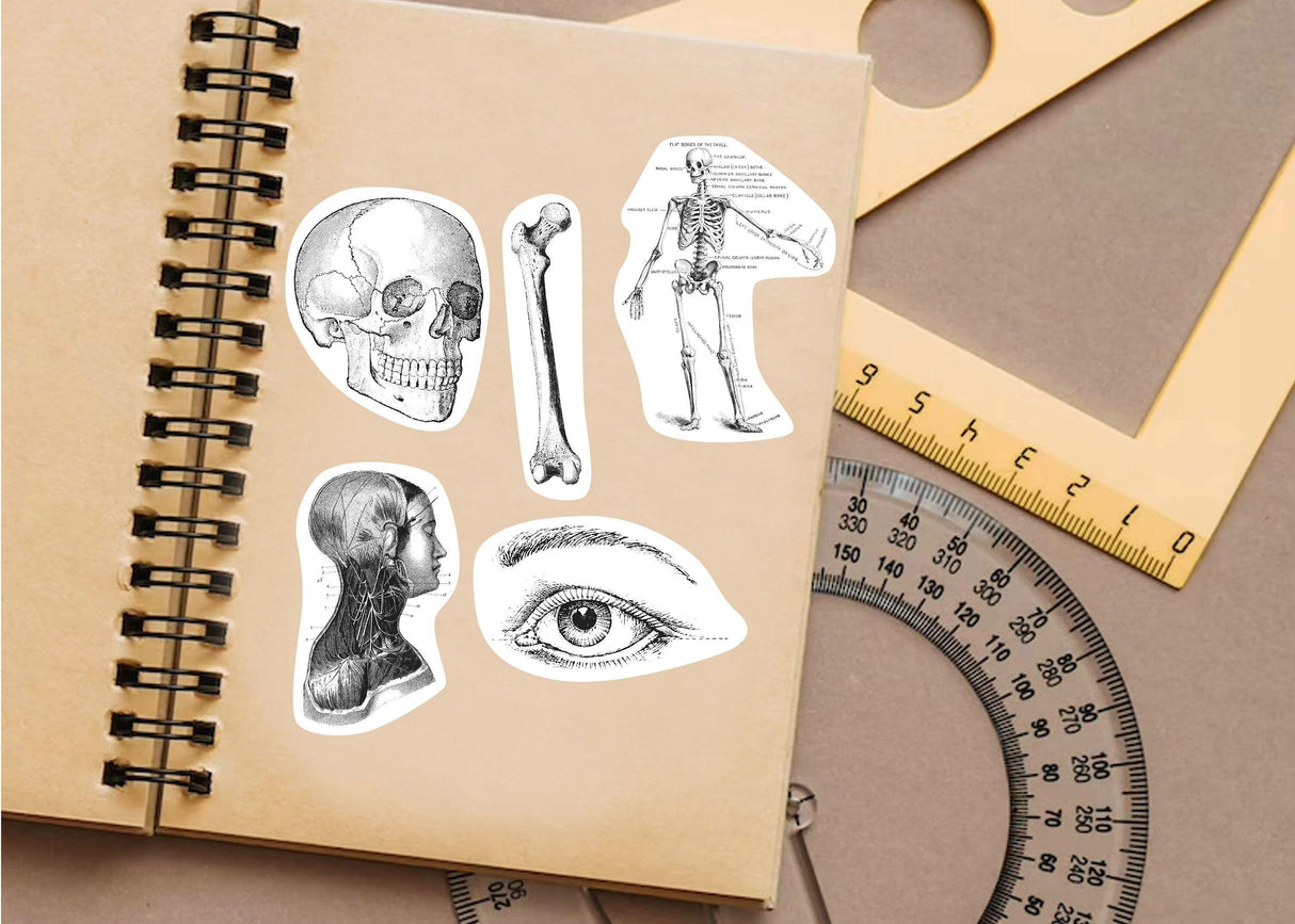 Anatomy stickers featuring a skull, skeleton, and human eye on a notebook, perfect for medical education.