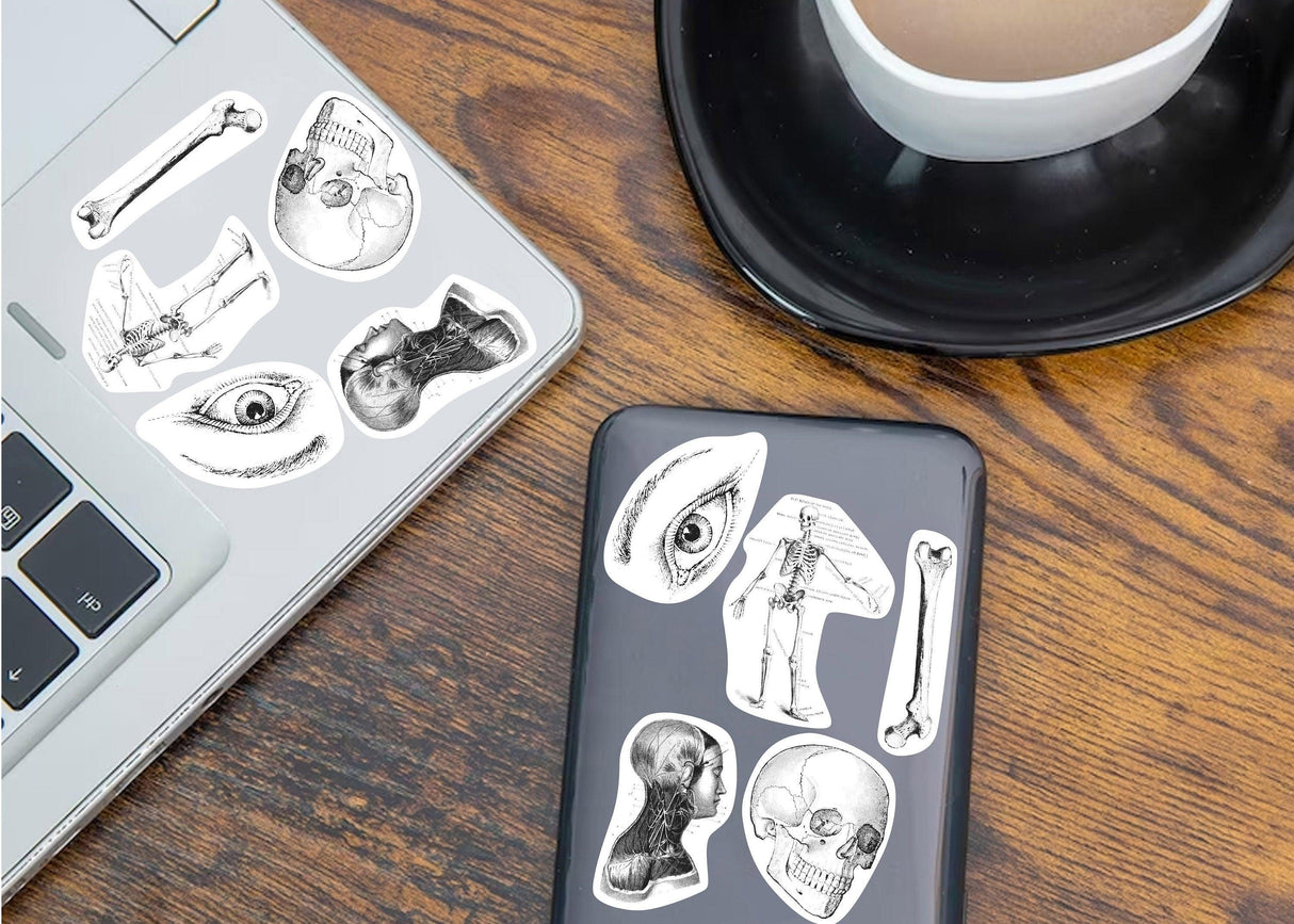 Anatomy stickers set featuring skull, skeleton, and bones on a laptop and phone, perfect for science enthusiasts.