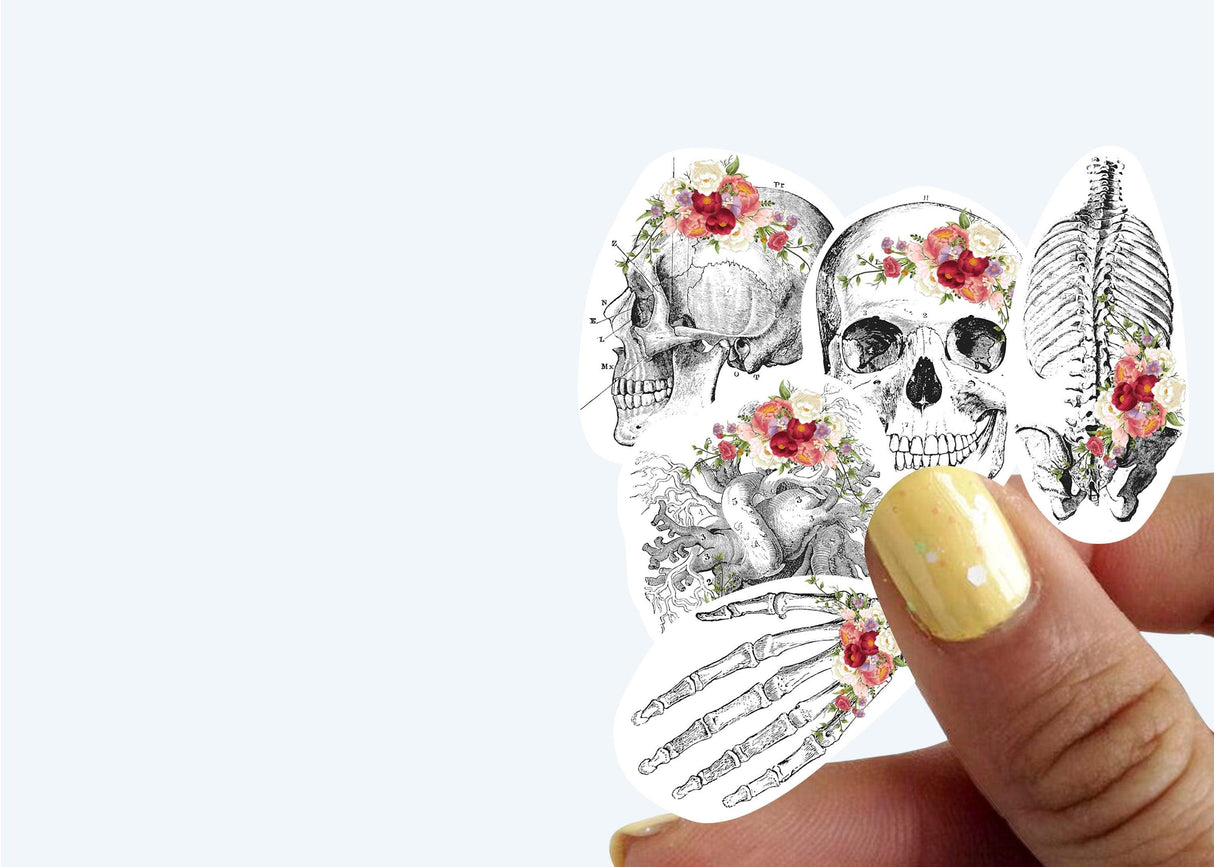 Hand holding floral anatomy skeleton decals, perfect for medical school decor and aesthetic design.