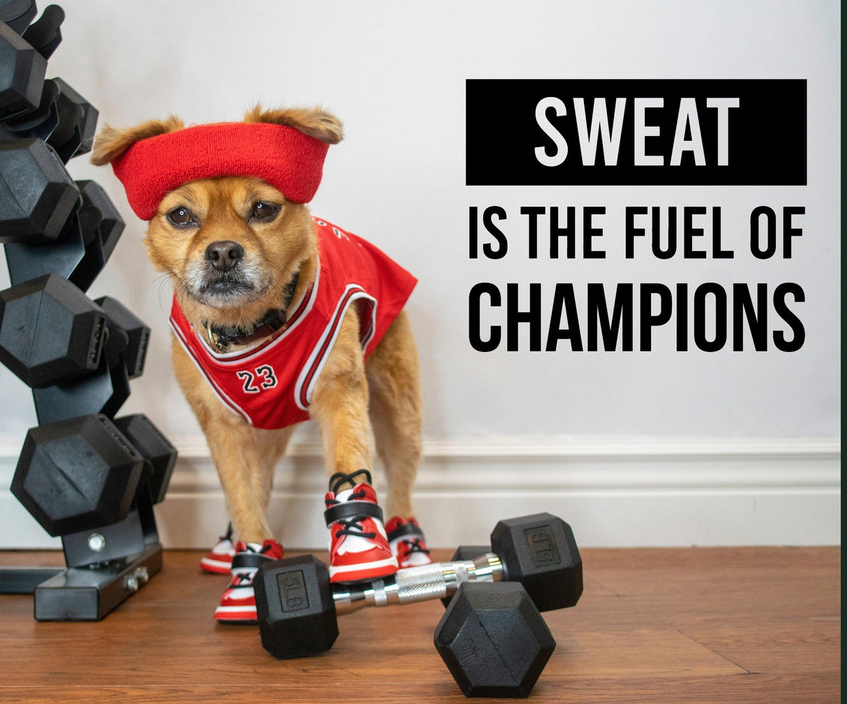 A dog in a sporty outfit with weights, showcasing the motivational quote 'Sweat is the Fuel of Champions' in the background.