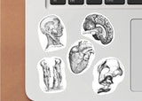 Anatomical Decals - Medical Science Theme