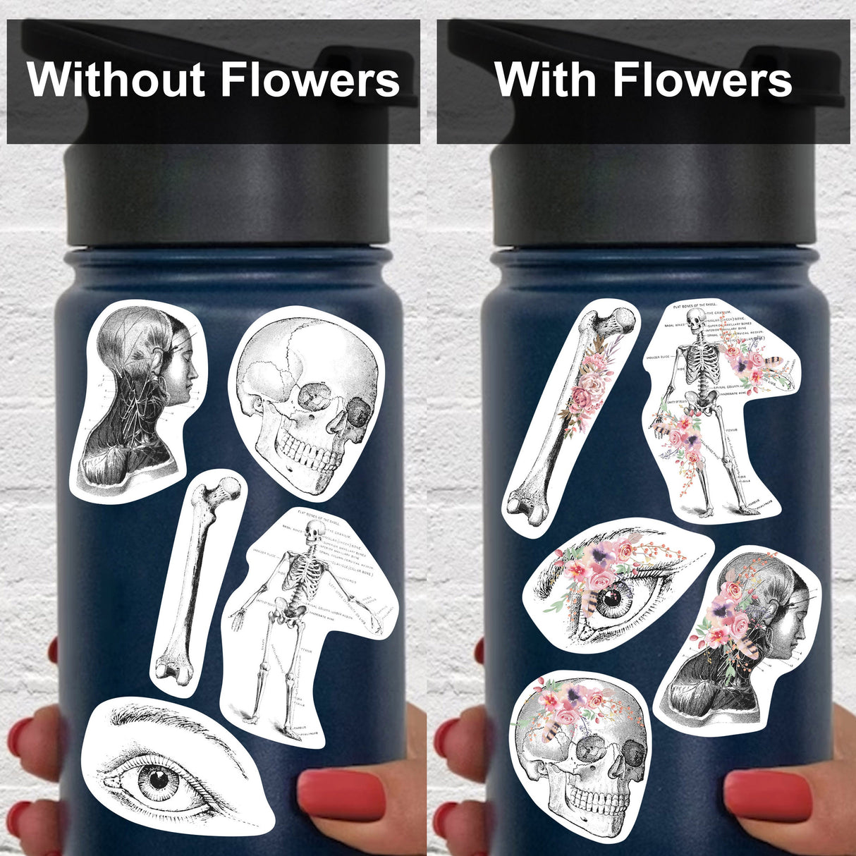 Anatomy Stickers for Hydroflask - Anatomical Decals Gift for Doctors and Medical Students