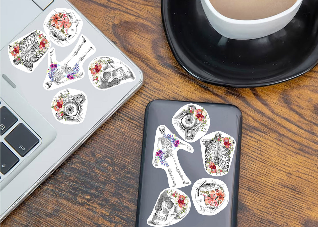 Anatomy Stickers for Hydroflask - Anatomical Decals Gift for Doctors and Medical Students