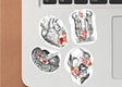 Anatomy Stickers - Human Anatomy Illustration