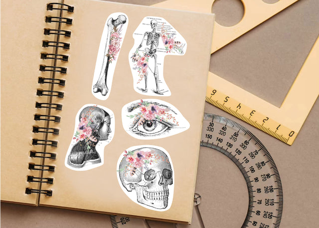 Anatomy Stickers for Hydroflask - Anatomical Decals Gift for Doctors and Medical Students