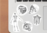 Anatomy Stickers for Hydroflask - Anatomical Decals Gift for Doctors and Medical Students