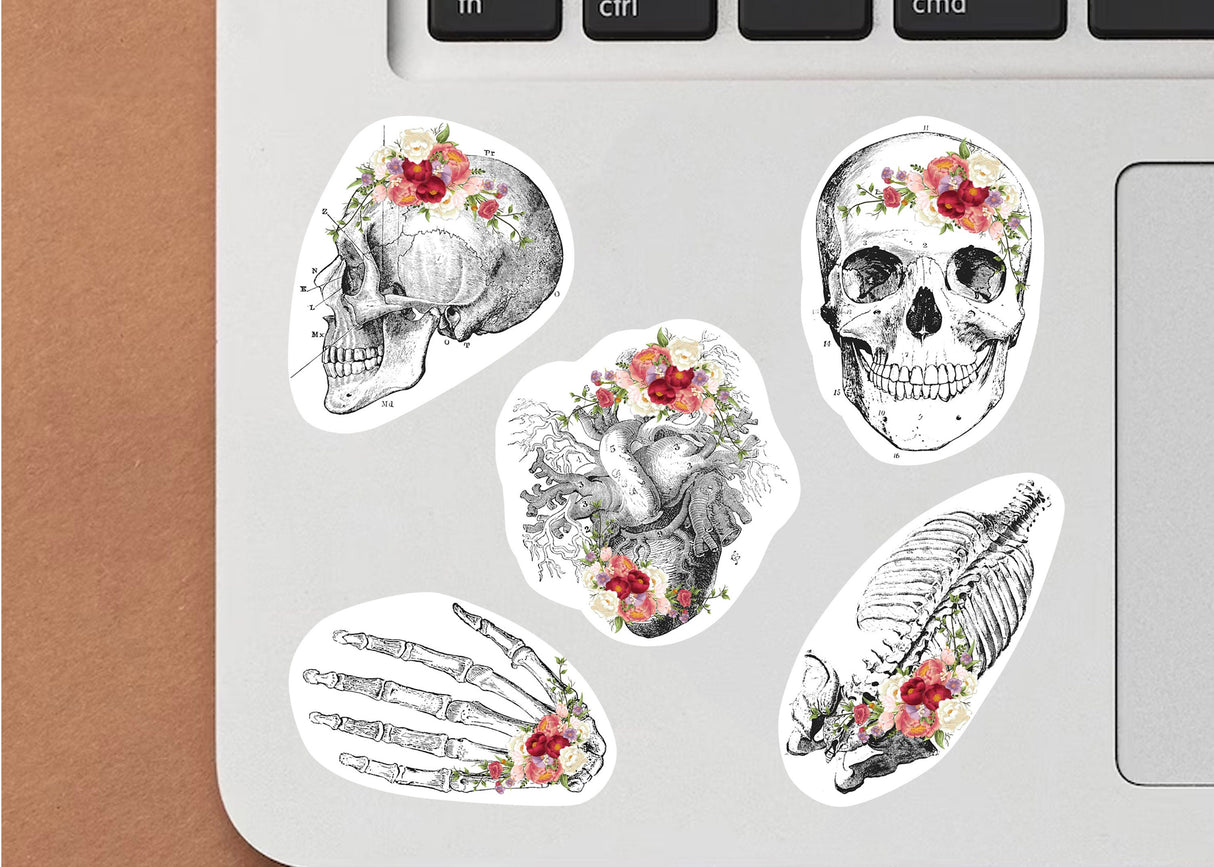 Anatomy Skeleton Decals - Medical School Decor