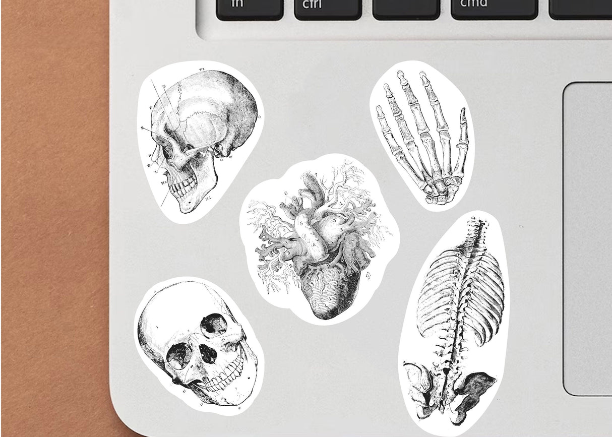 Anatomy Skeleton Decals - Medical School Decor