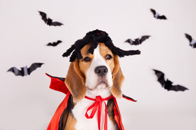Twenty bat silhouette vinyl decals shown as a coordinated seasonal decoration set.