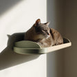 3D printed wall mounted cat shelf with curved edges, holding a resting cat in warm natural light against a minimalist interior wall.