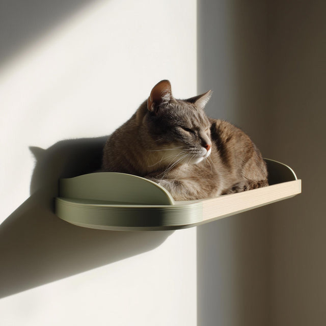3D printed wall mounted cat shelf with curved edges, holding a resting cat in warm natural light against a minimalist interior wall.